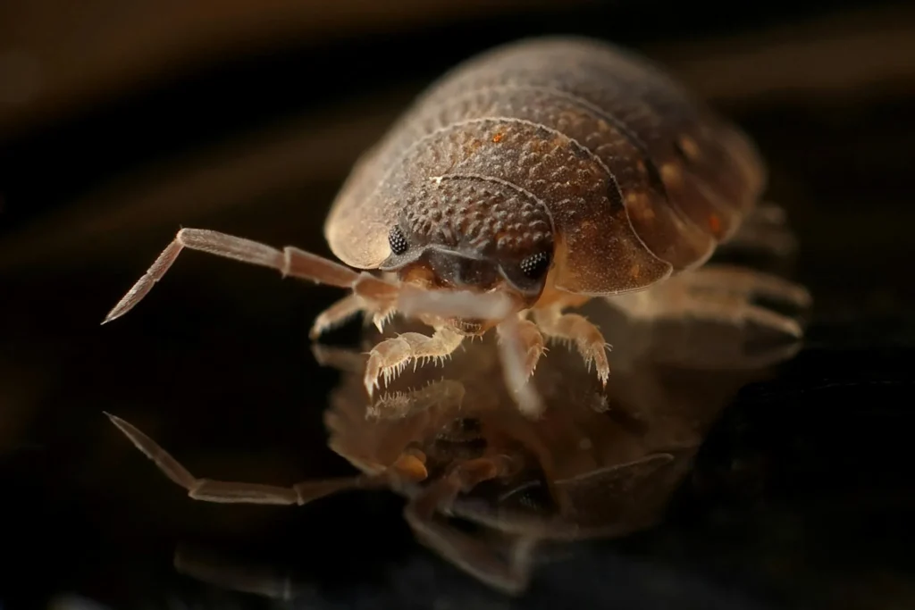 Bed-Bug-Treatment - Willingboro Pest Control Pros | Willingboro, NJ | 551-733-2442