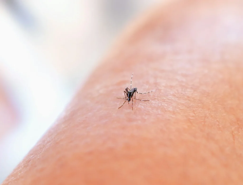 Mosquito Control - Willingboro Pest Control Pros | Willingboro, NJ | 551-733-2442